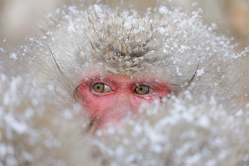 Snow-Monkey-eyes-in-snow_P3A4239-Jigokudani,-Japan