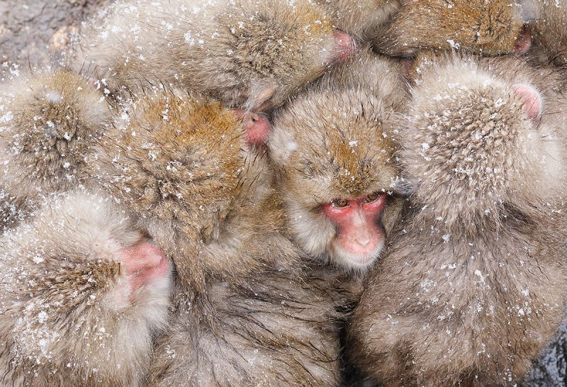 Snow-Monkey-pile-_P3A4200-Jigokudani,-Japan