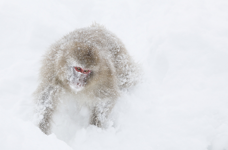 Snow-Monkey-with-snow-mask-_P3A5341-Jigokudani,-Japan