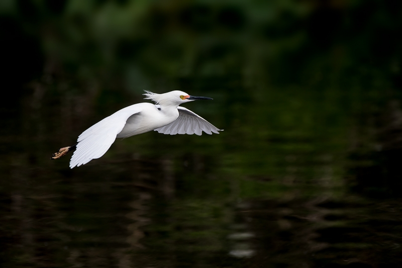 Snowy-Egret-3-4-down-stroke-_DSC0815--Gatorland,-Kissimmee,-FL