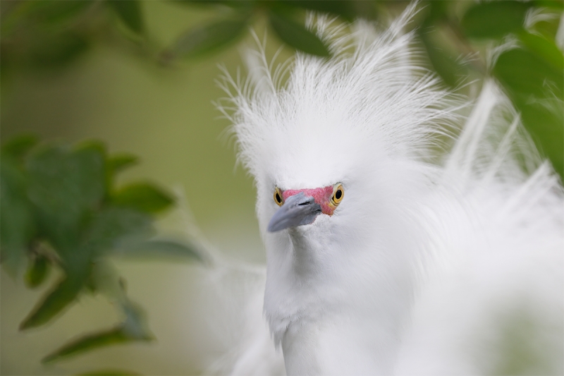 Snowy-Egret-_P3A2789-Gatorland,-Kissimmee,-FL