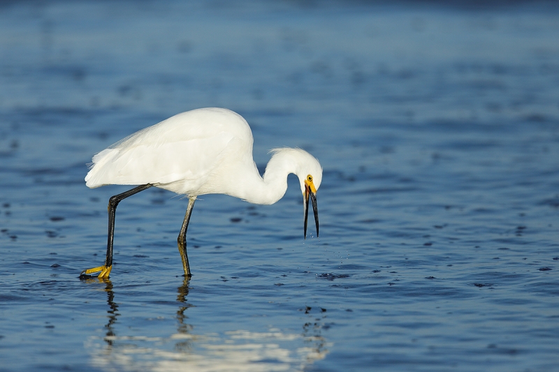 Snowy-Egret-after-unsuccessful-strike-_P3A0631-Carpinteria,-CA