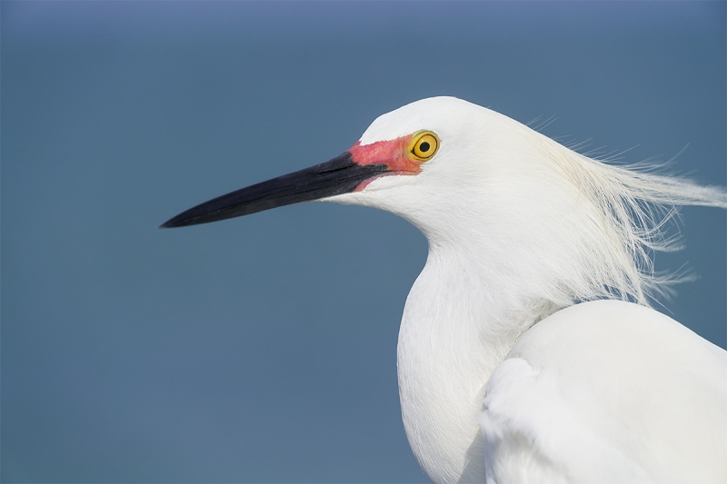 Snowy-Egret-breeding-plumage-head-portrait-_A7R0508-Fort-DeSoto-Park-Tierra-Verde-FL-1