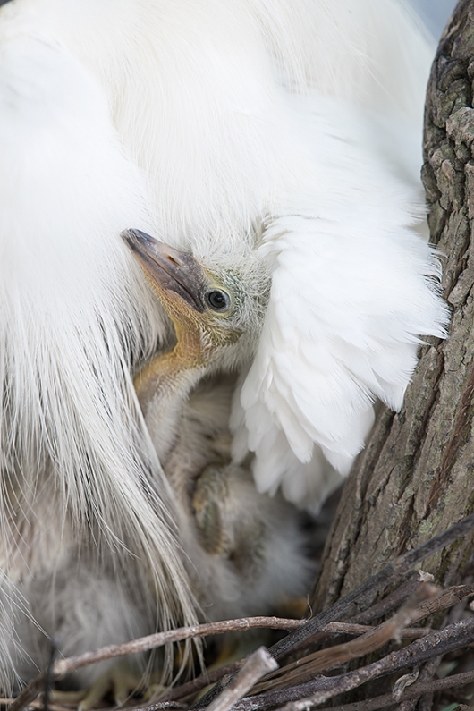 Snowy-Egret-chick-_DSC0362-Gatorland,-Kissimmee,-FL