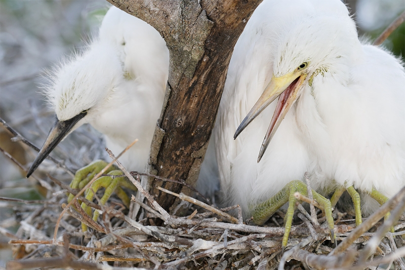 Snowy-Egret-chicks-in-nest-_W5A9564-Gatorland,-Kissimmee,-FL