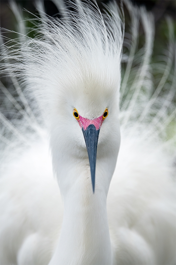 Snowy-Egret-displaying-_MAI1032-Gatorland,-Kissimmee,-FL-