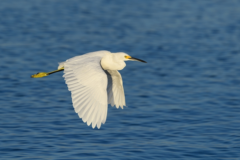 Snowy-Egret-downstroke-_DSC5856Fort-DeSoto-Park,-Tierra-Verde,-FL