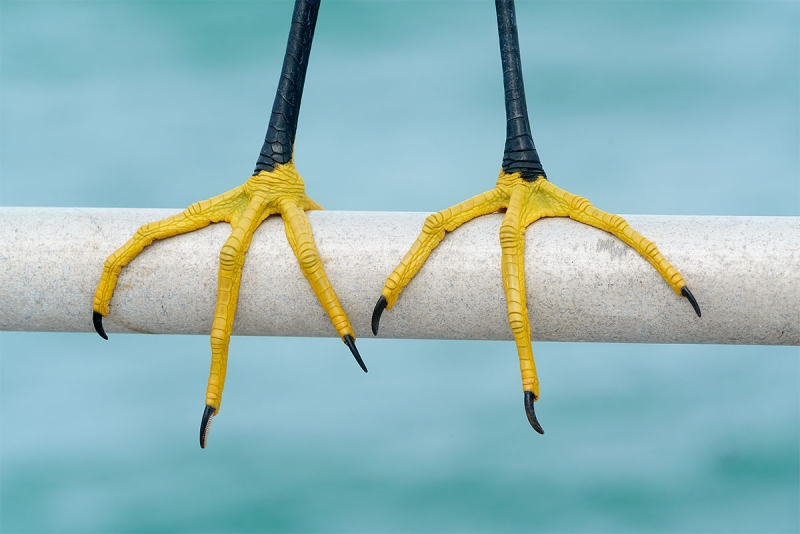 Snowy-Egret-feet-_A7R0661-Fort-DeSoto-Park-Tierra-Verde-FL-1