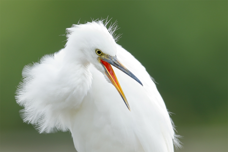 Snowy-Egret-fledged-young-_W5A0067-Gatorland,-Kissimmee,-FL
