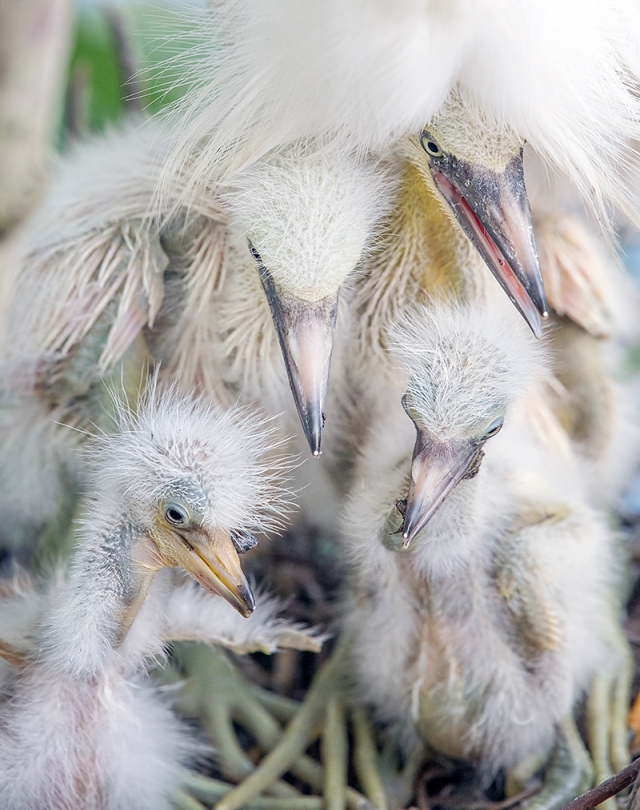 Snowy-Egret-four-chicks-in-nest-_DSC0525-Gatorland,-Kissimmee,-FL