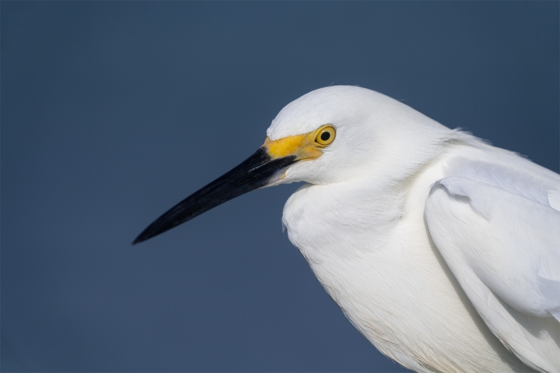 Snowy-Egret-head-portrait-_A7R0306--Fort-DeSoto-Park,-Tierra-Verde-FL