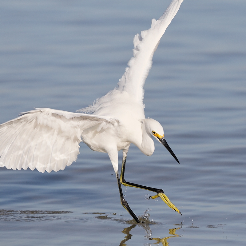 Snowy-Egret-hunting-dance-_W5A8686--Fort-DeSoto-Park,-Pinellas-County,-FL