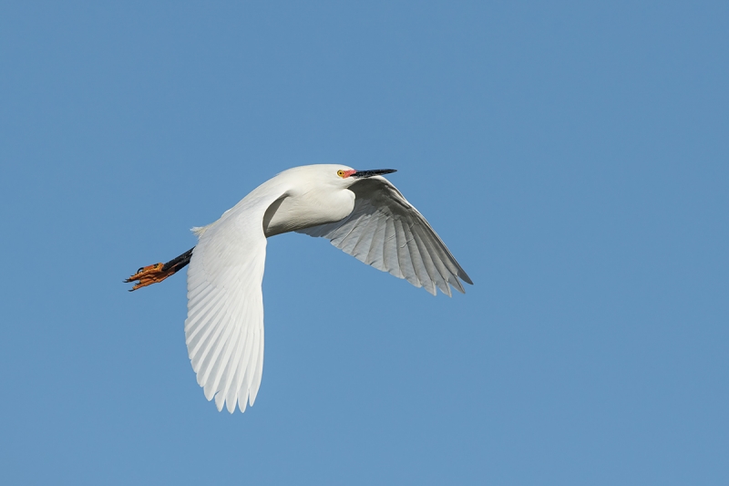 Snowy-Egret-in-breeding-plumage-in-flight-_DSC5609--Gatorland,-Kissimmee,-FL
