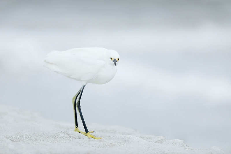 Snowy-Egret-in-wind-_W5A8933-Fort-DeSoto-Park,-FL