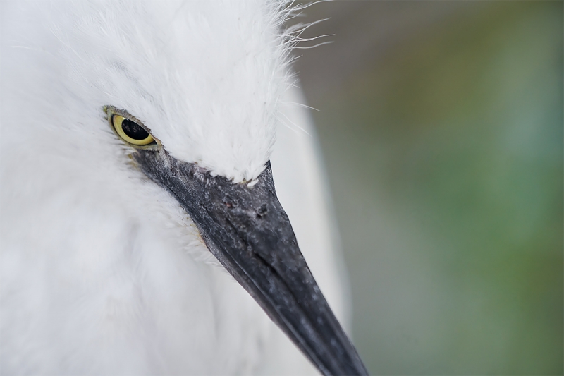 Snowy-Egret-large-chick-tight-face-_A7R1701--Gatorland-Kissimmee-FL-1
