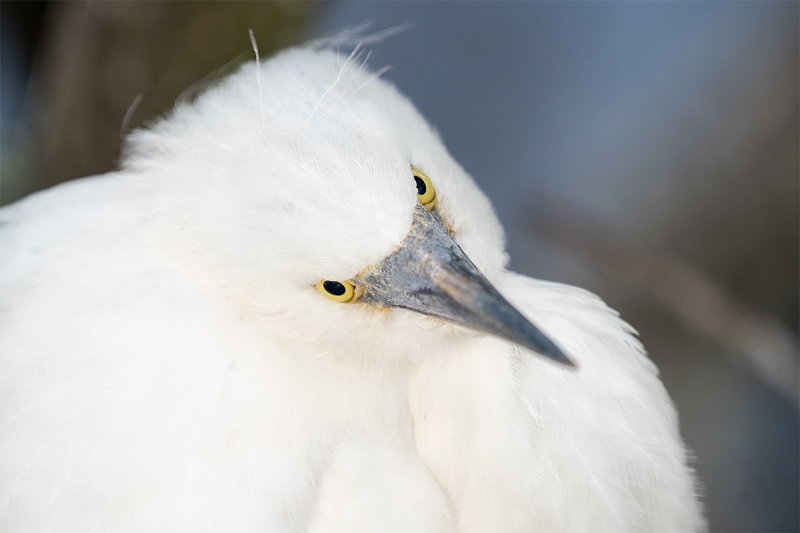 Snowy-Egret-largr-chick-_A9A1537--Gatorland-Kissimmee-FL