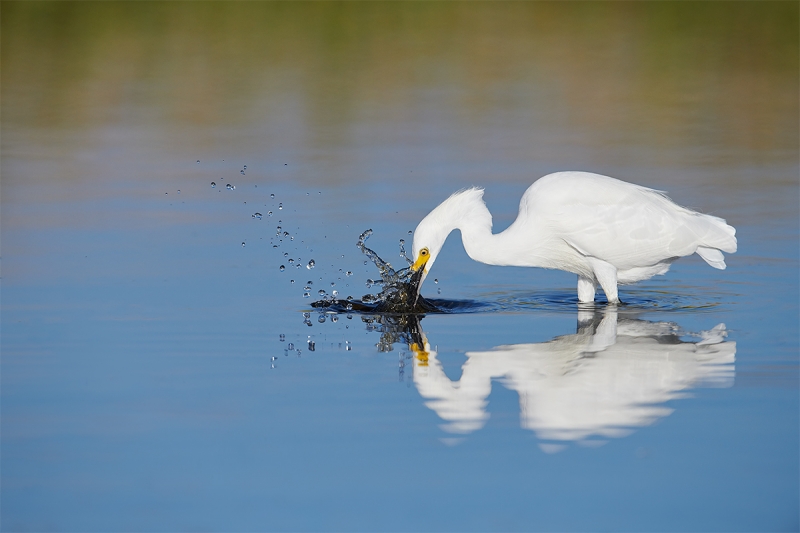 Snowy-Egret-mid-strike-_MAI8726Fort-DeSoto-Park-Tierra-Verde-FL-1