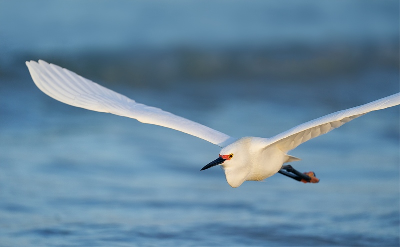 Snowy-Egret-pano-flight-_A9B0063-Fort-DeSoto-Park-FL-1