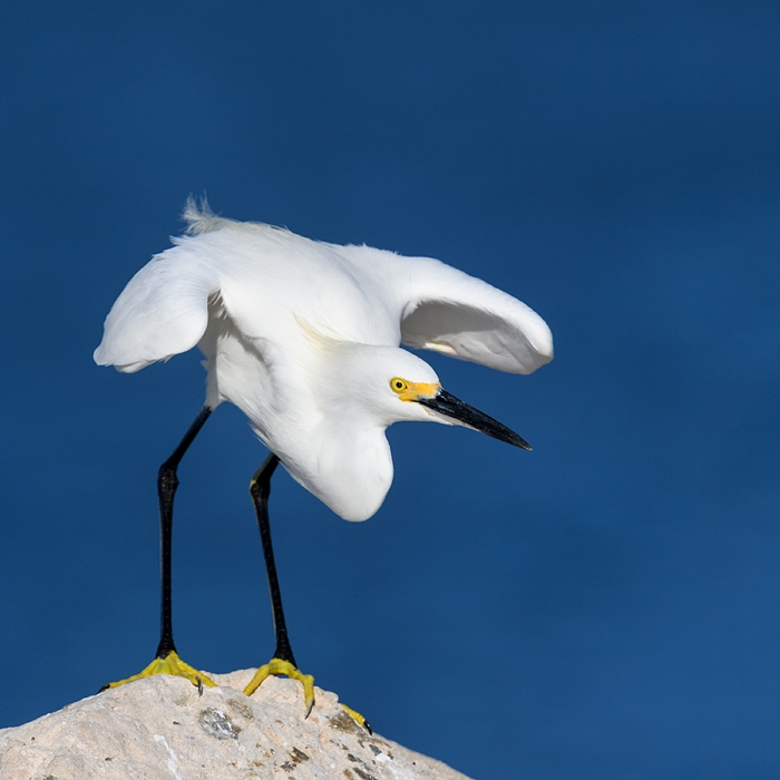 Snowy-Egret-ready-to-take-flight-_DSC6741Fort-DeSoto-Park,-Tierra-Verde,-FL