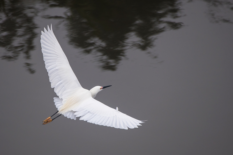 Snowy-Egret-top-shot-_DSC0487--Gatorland,-Kissimmee,-FL