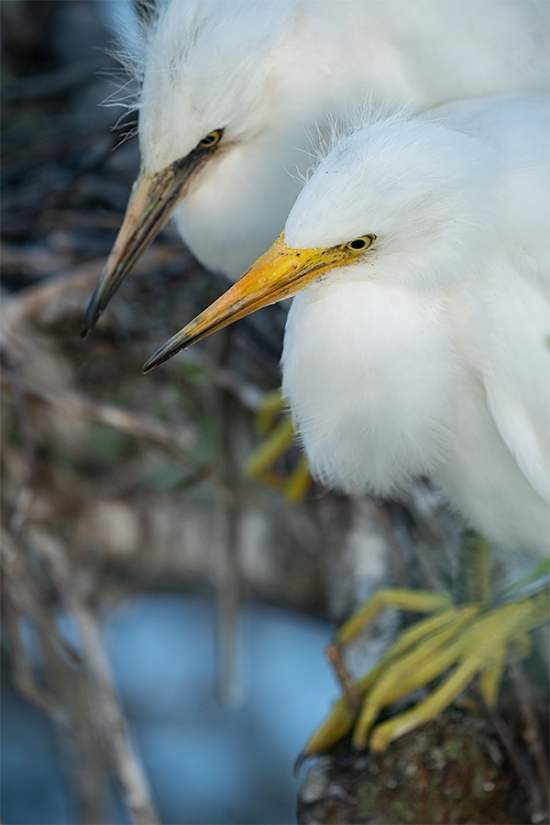 Snowy-Egret-unfledged-sibling-chicks-_A9A0941--Gatorland-Kissimmee-FL