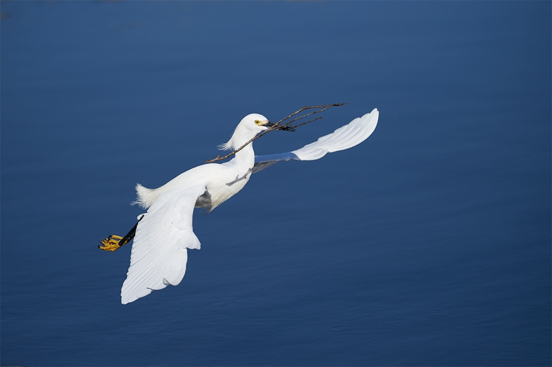 Snowy-Egret-w-nesting-material-_A9A8132-Gatorland,-Kissimmee,-FL-1
