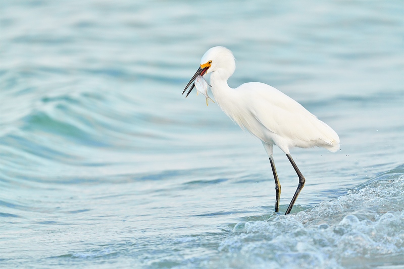 Snowy-Egret-with-baitfish-_DSC0889-Fort-DeSoto-Park-Pinellas-County-FL-1