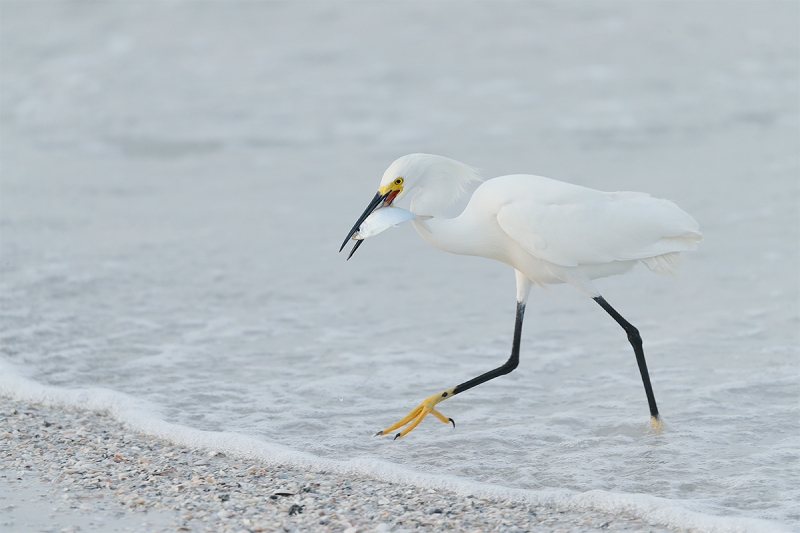 Snowy-Egret-with-greenback-_A0I1070-Fort-DeSoto-Park,-Pinellas-County,-FL