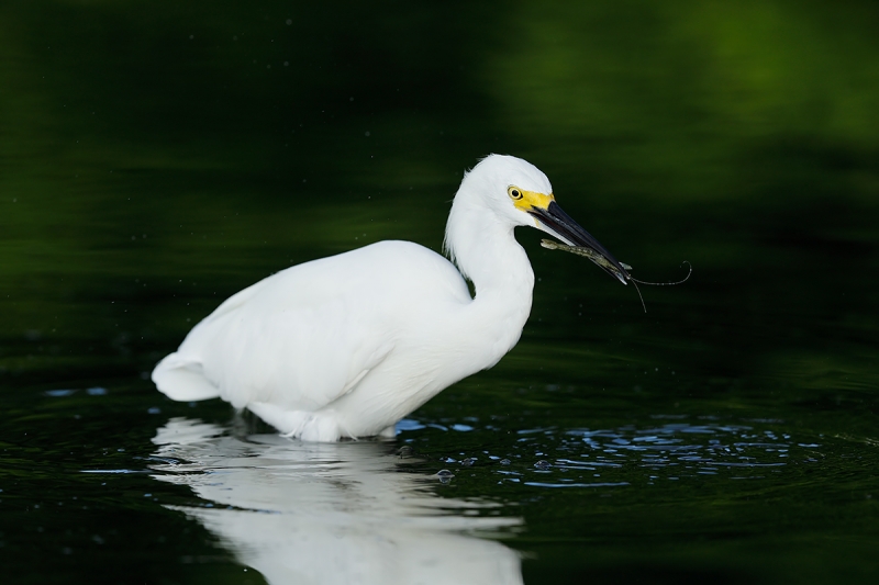 Snowy-Egret-with-live-shrimp-_P3A0891--Fort-DeSoto-County-Park,-FL