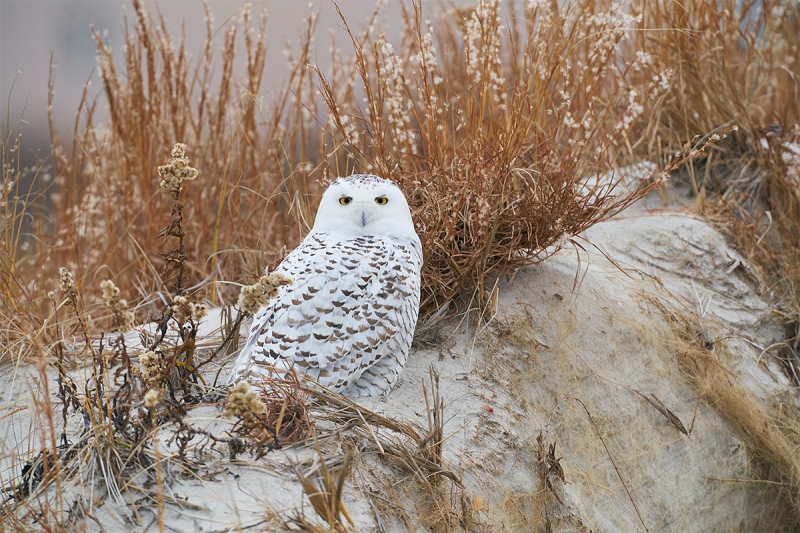 Snowy-Owl-in-dunes-_A929317-Nickerson-Beach-LI-NY-1