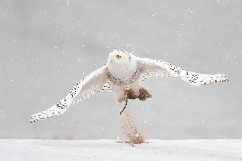 Snowy-Owl-takeoff-for-web