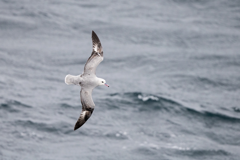 Southern-Fulmar-light-phase-in-flight-_MAI3480--Drake-Passage,-Southern-Ocean