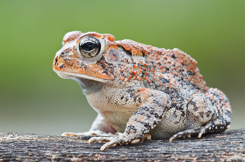 Southern-Toad-side-view-_W3C1212-Indian-Lake-Esates-FL