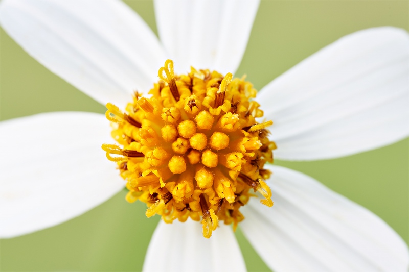 Spanish-Needles-flower-center-_7R41276-Indian-Lake-Estates-FL-1