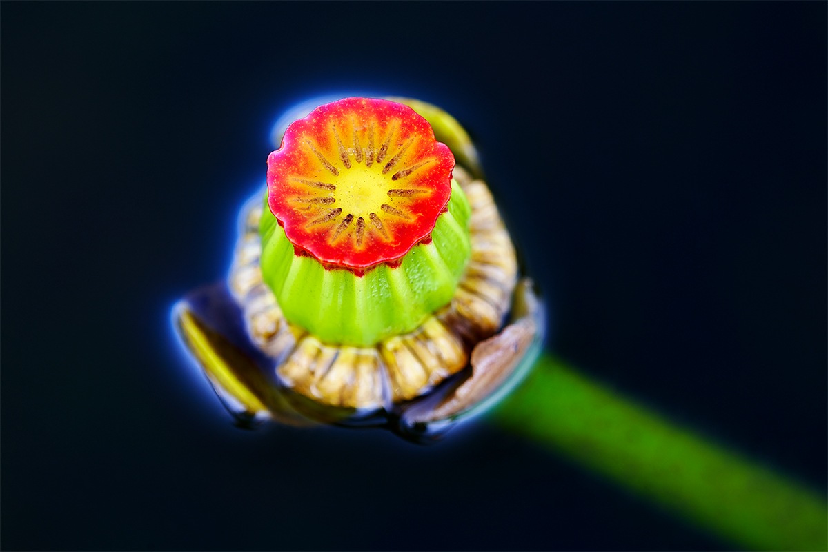 Spatterdock-Flower-BLACKER-_7R45304-Indian-Lake-Estates-FL-1