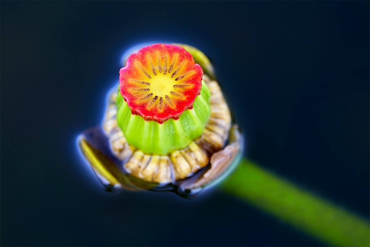 Spatterdock-Flower-BLUER-_7R45304-Indian-Lake-Estates-FL-1