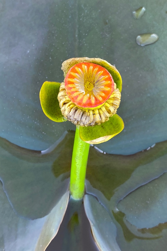 Spatterdock-bud-opening-_0279