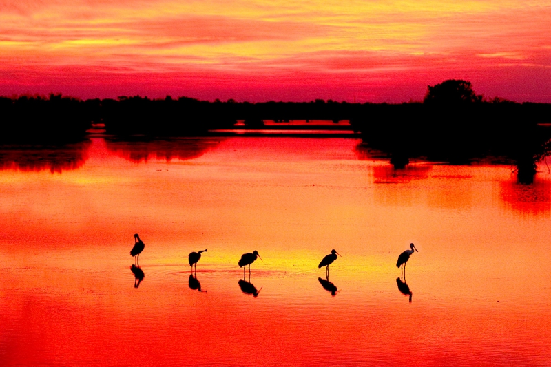 Spoonbill-Sunrise-_V7A4057-Merritt-Island,-NWR-,-FL