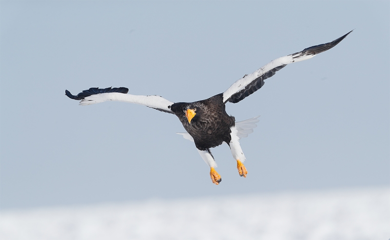 Steller\'s-Sea-Eagle-incoming-_A0I9844-Rausu,-Hokaido,--Japan