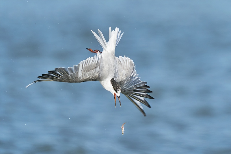 Sterna-Tern-A-going-after-dropped-fish-_A9B3240-Fort-DeSoto-Park-FL-1