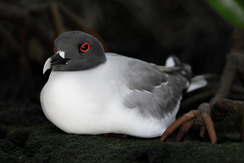 Swallow-tailed-Gull-in-mangrove-_P3A1358-Darwin-Bay,-Galapagos,-Ecuador