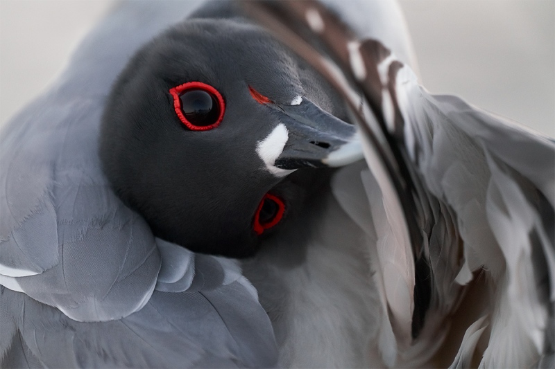 Swallow-tailed-Gull-tight-preening-A-_A7R7702-North-Seymour-Galapagos-1