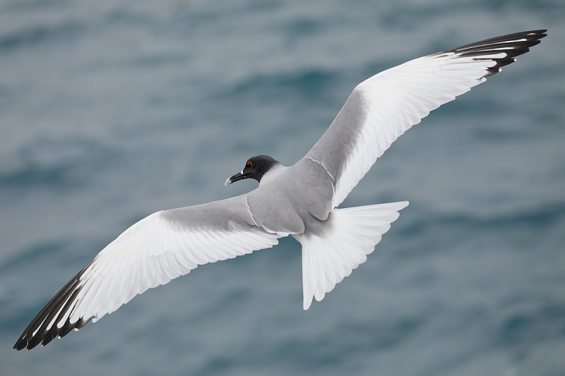 Swallow-tailed-Gull-top-shot-_P3A7433-South-Plaza-Island,-Galapagos,-Ecuador