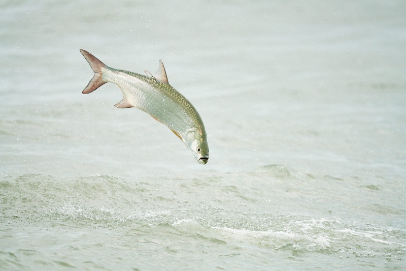 Tarpon-jumping-optimized-_7R46258-Sebastian-Inlet-FL-1