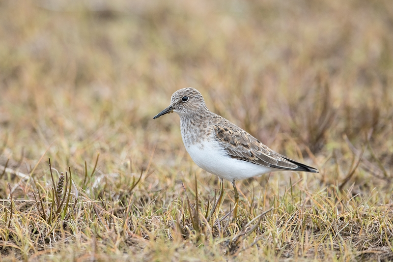 Temminck's-Stint-_MAI3982--Norway