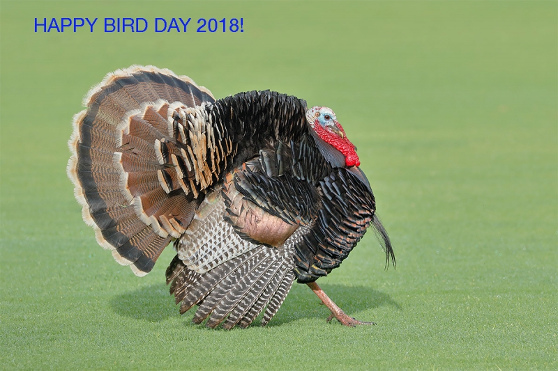 ThanksGiv-18Wild-Turkey-_Y8A6034-Morro-Bay,-CA