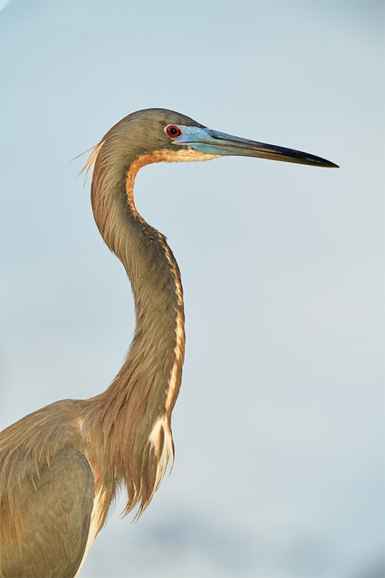 Tricolored-Heron-_A9B1079-Brandon-Rookery-FL-1