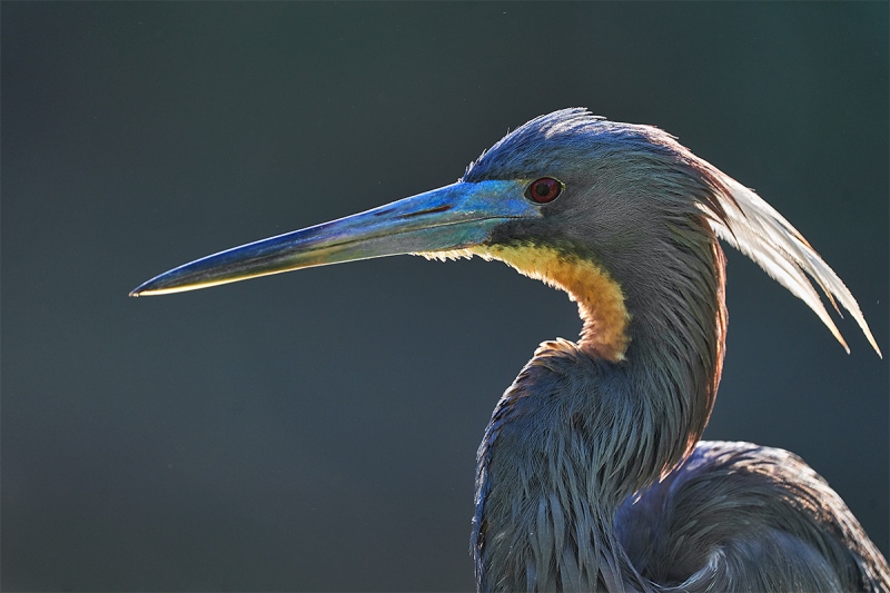 Tricolored-Heron-backlit-_A925894-Gatorland-FL-1