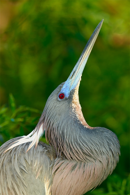 Tricolored-Heron-displaying-_7R41176-Gatorland-FL-1