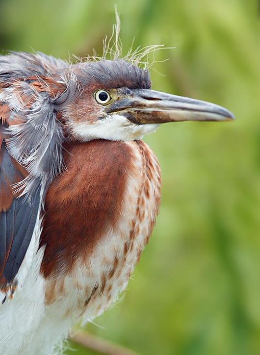 Tricolored-Heron-fledged-young-_A0I1413-Gatorland,-Kissimmee,-FL